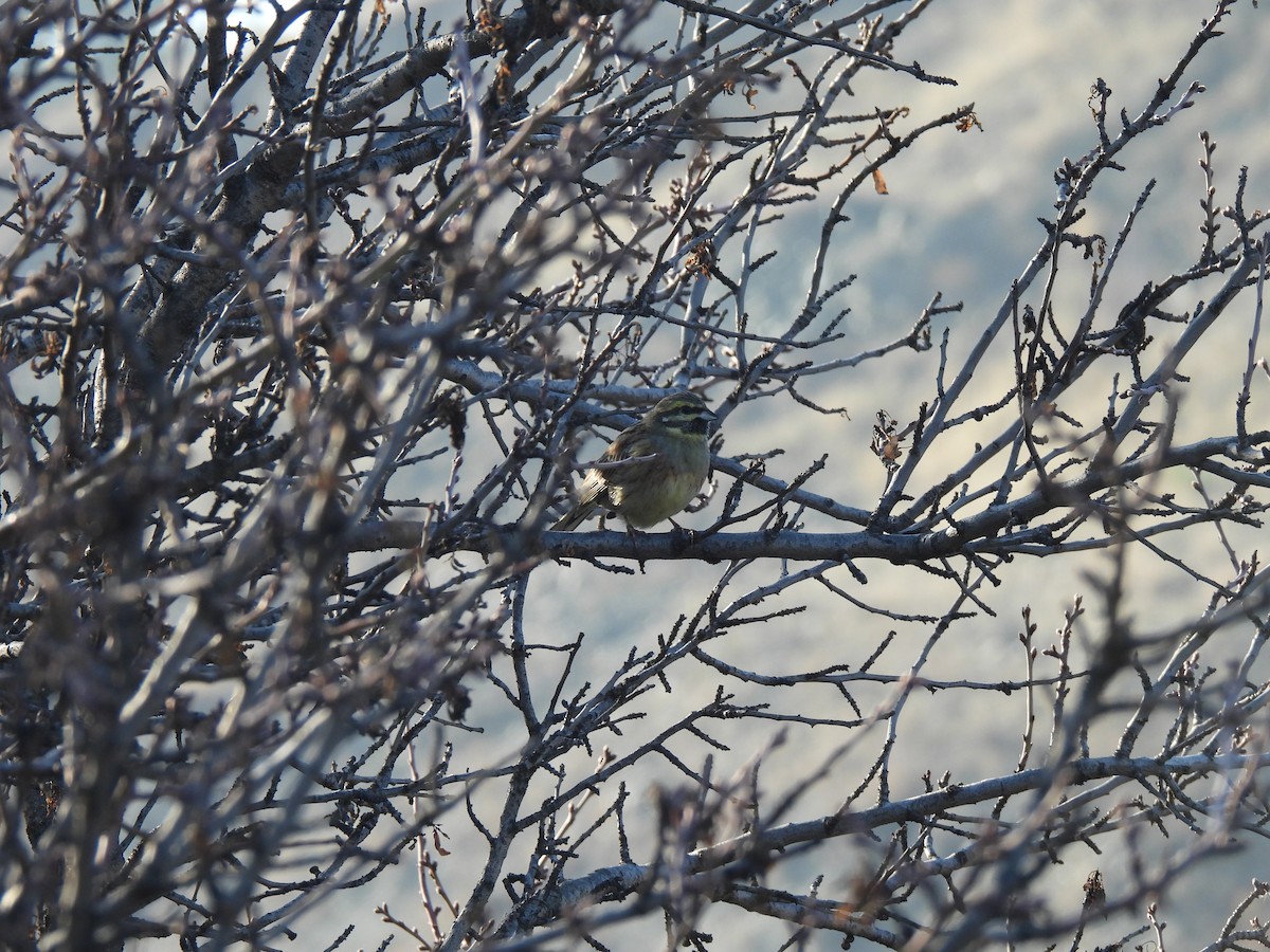 Cirl Bunting - ML647217804