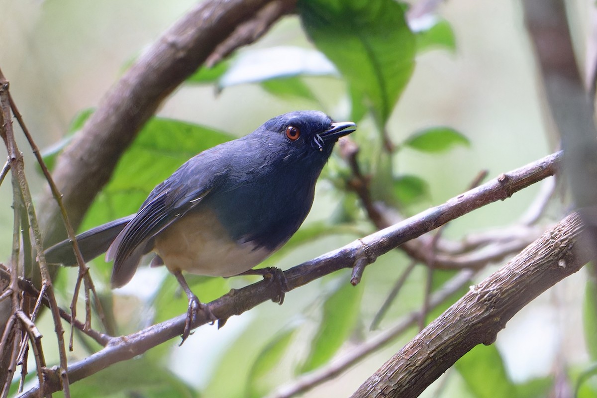 Nilgirischmätzer - ML647217809