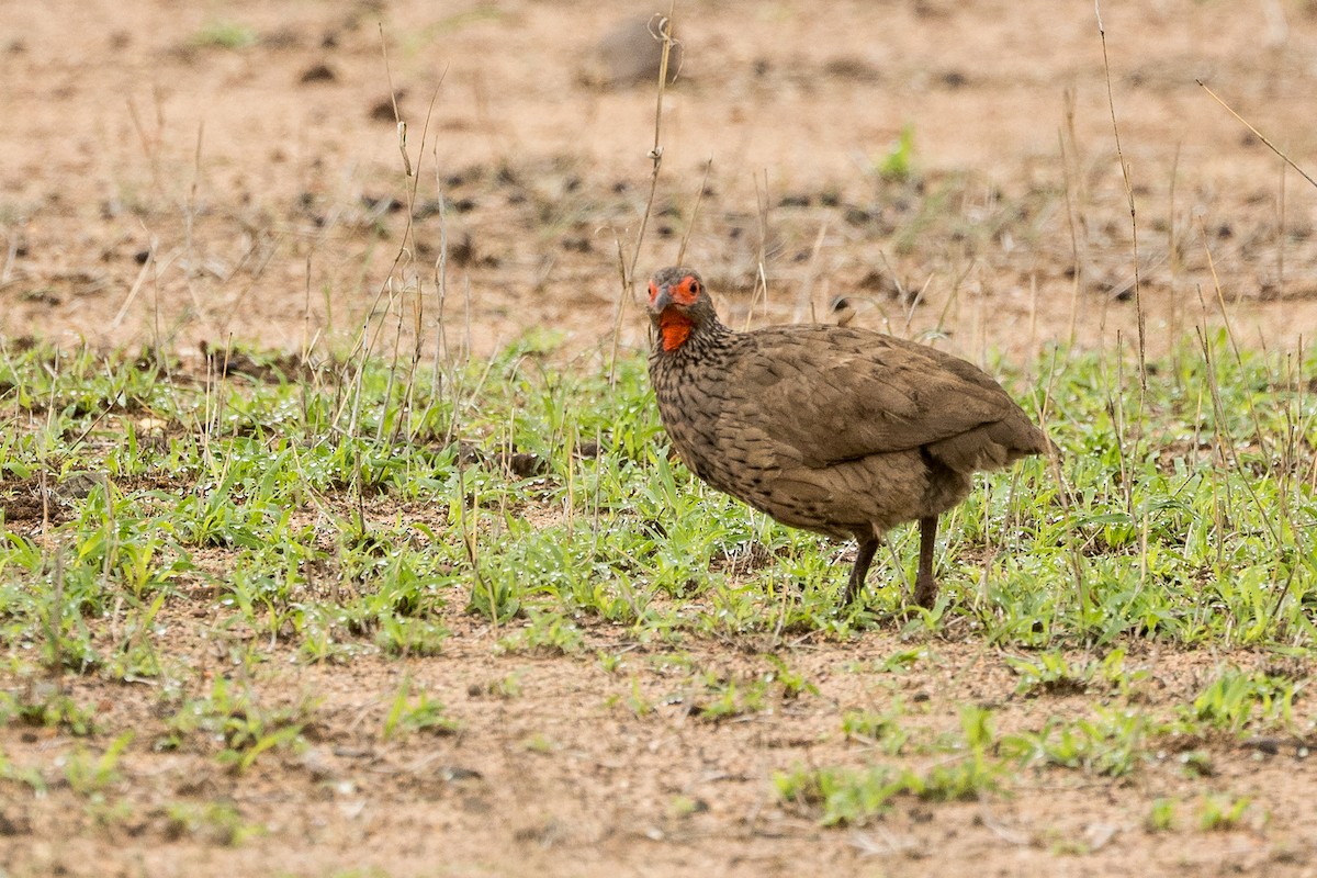 Swainson's Spurfowl - ML647217810