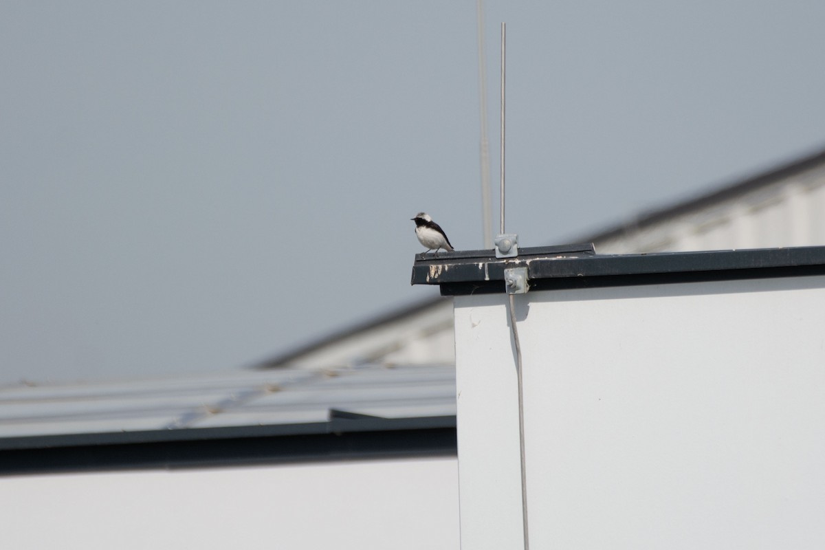 Мяраан чогчиго - ML647217826