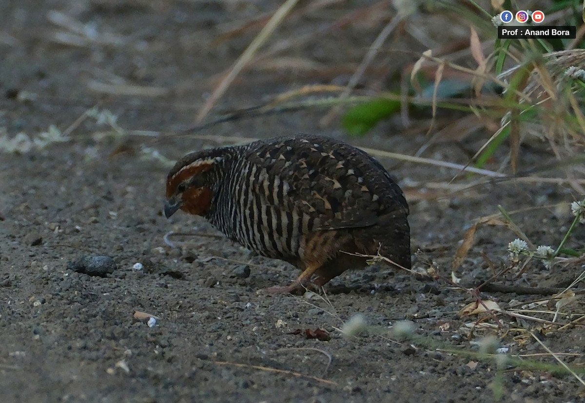 Jungle Bush-Quail - ML647217838