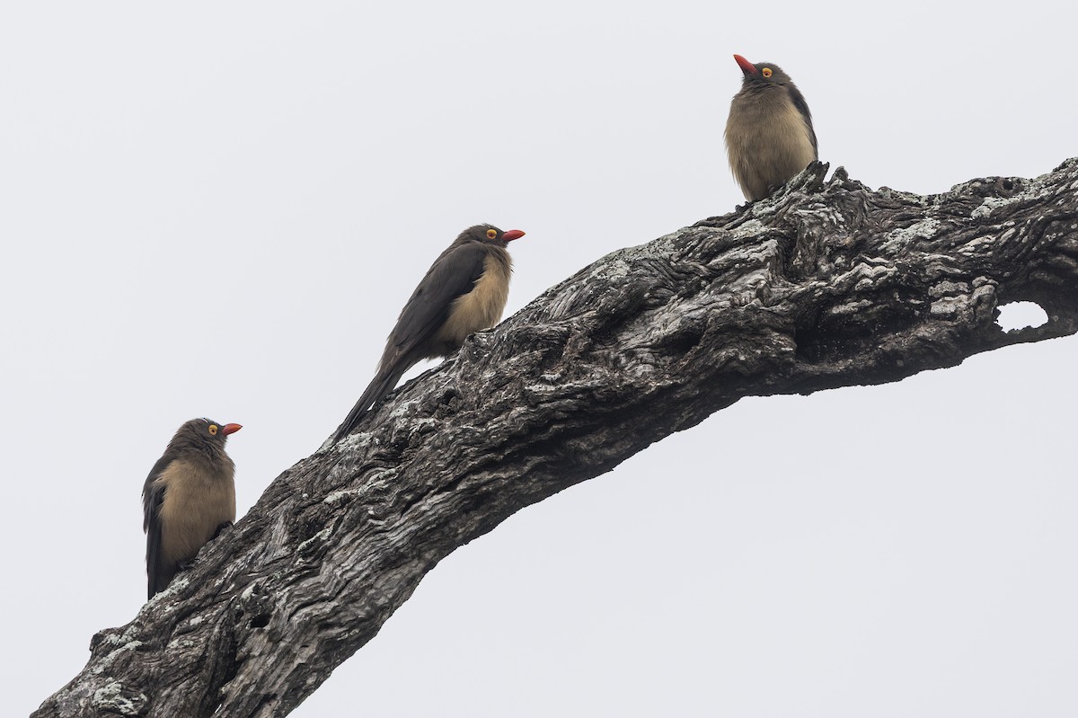 Red-billed Oxpecker - ML647217855