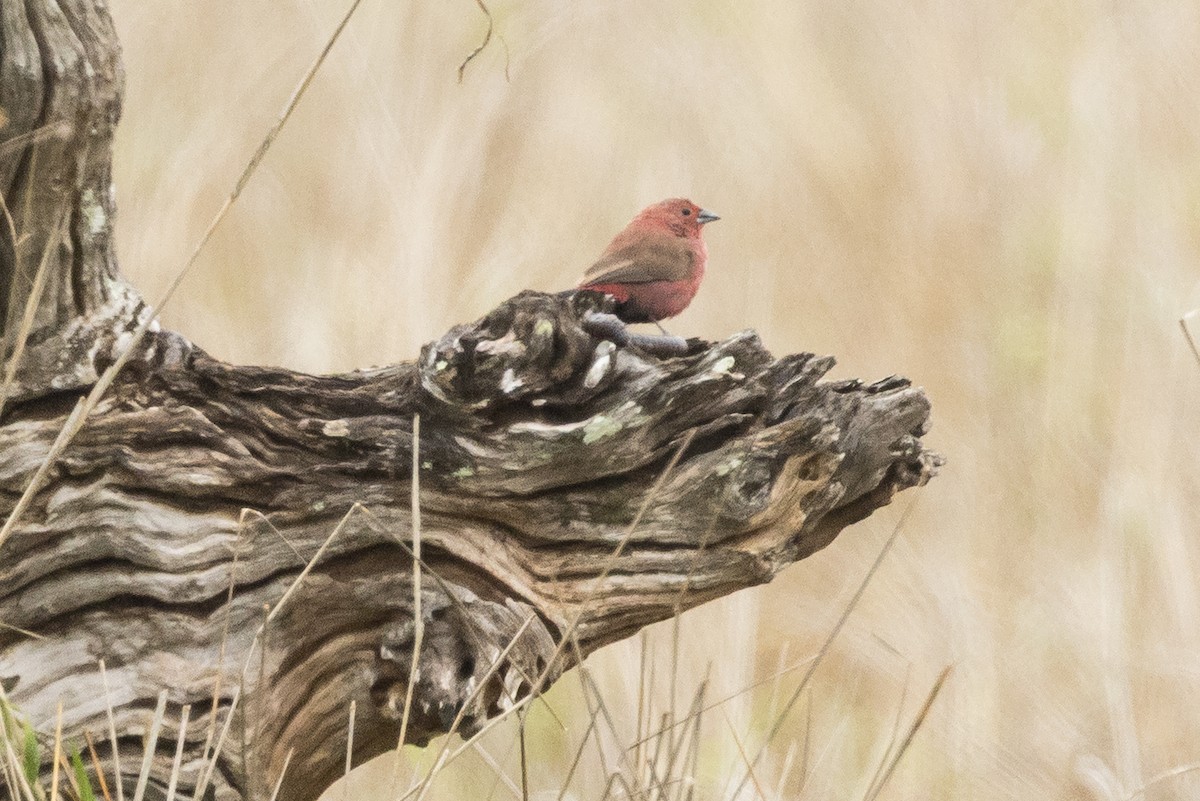 Jameson's Firefinch - ML647217861