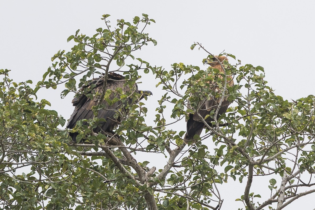 Tawny Eagle - ML647217869