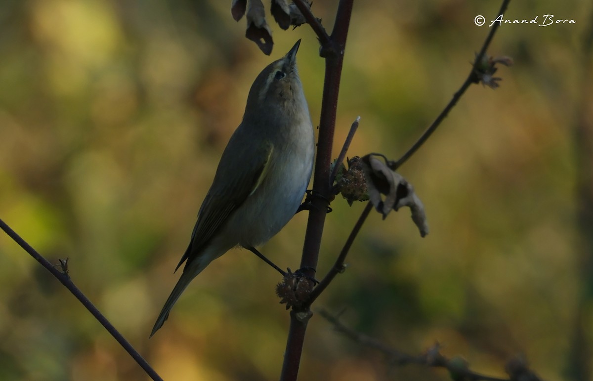 Пеночка-теньковка - ML647217876