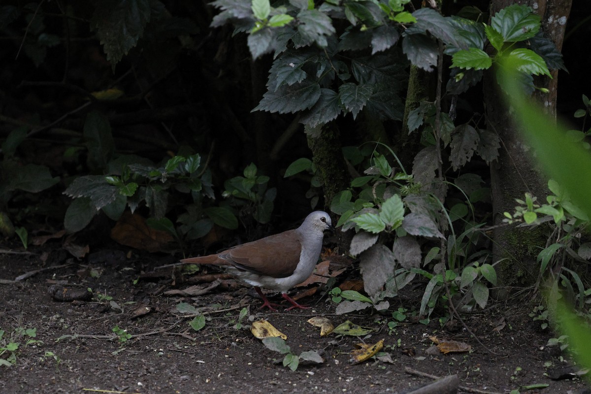 Pallid Dove - ML647217883