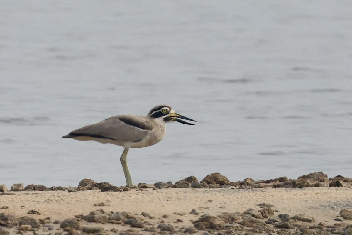 Great Thick-knee - ML647217891