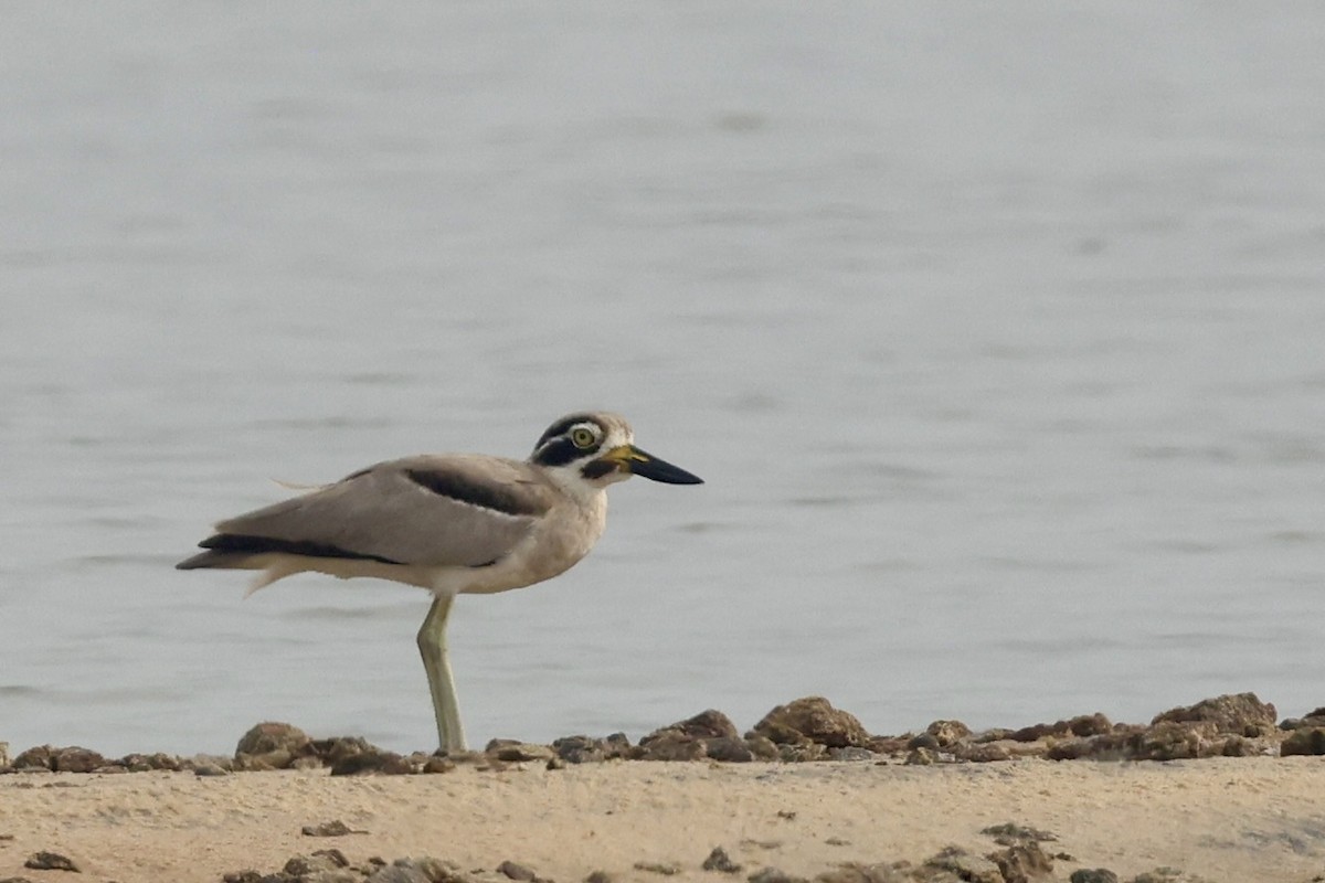 Great Thick-knee - ML647217892