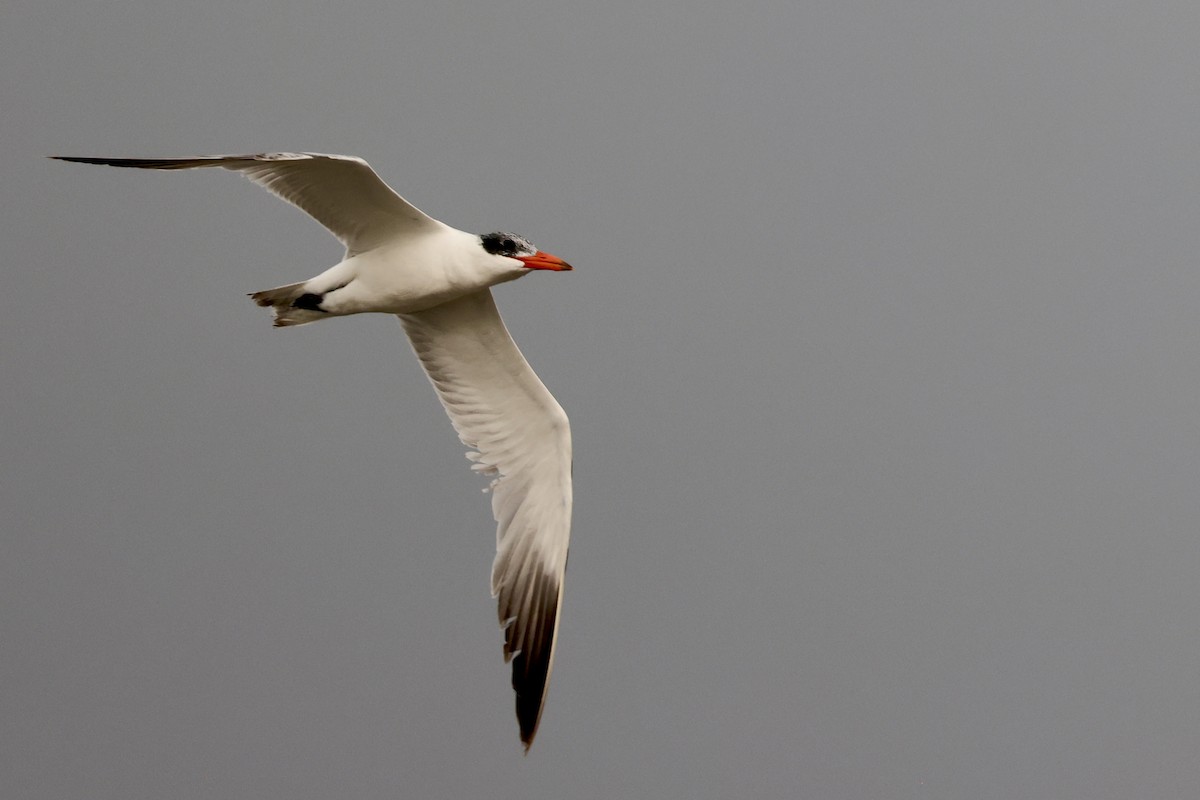 Caspian Tern - ML647217926