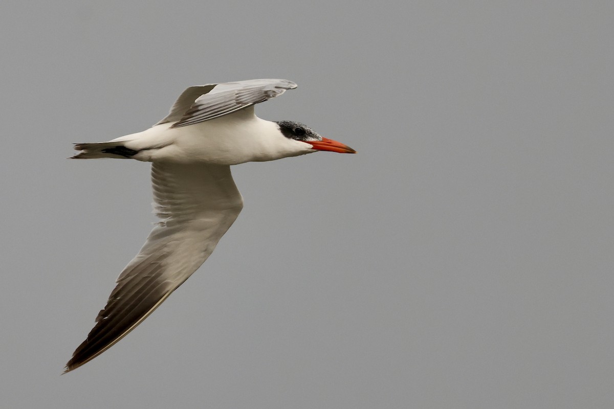 Caspian Tern - ML647217927