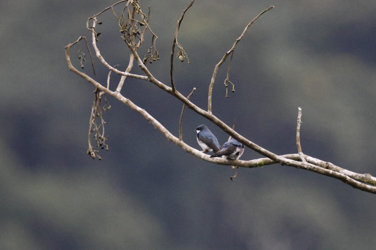 Blue-and-white Swallow - ML647217928