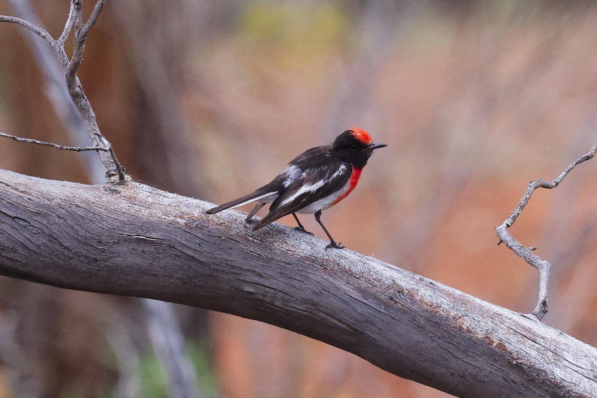 Red-capped Robin - ML647217929
