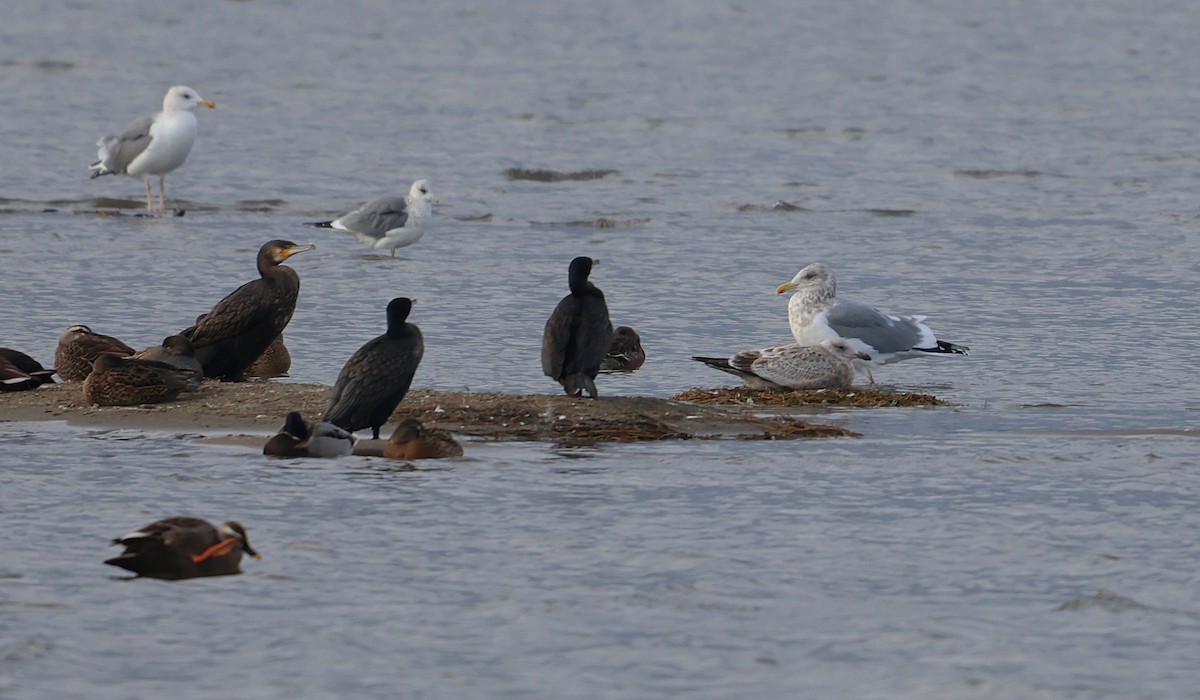 Larus sp. - ML647217930