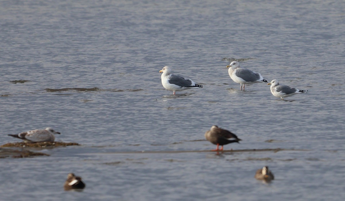 Larus sp. - ML647217931