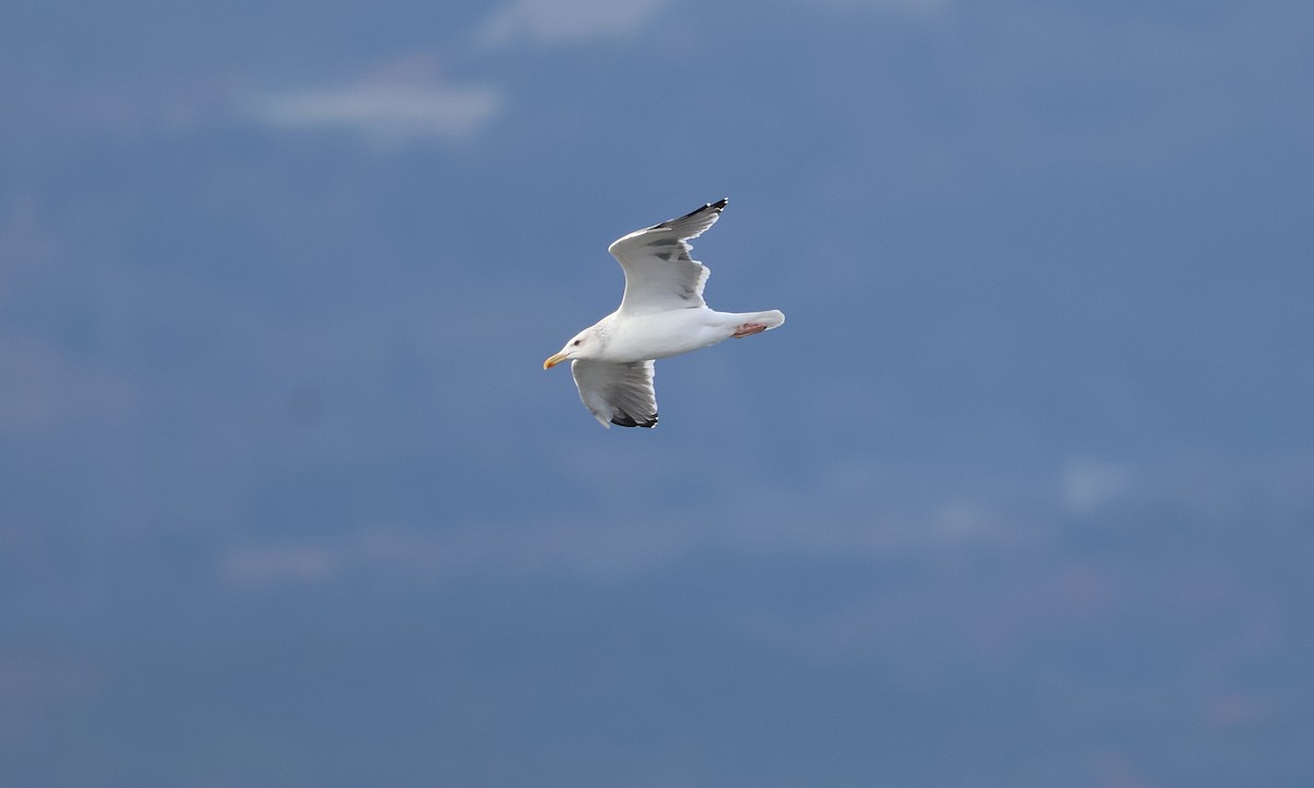 Larus sp. - ML647217932
