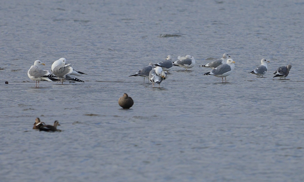 Larus sp. - ML647217933
