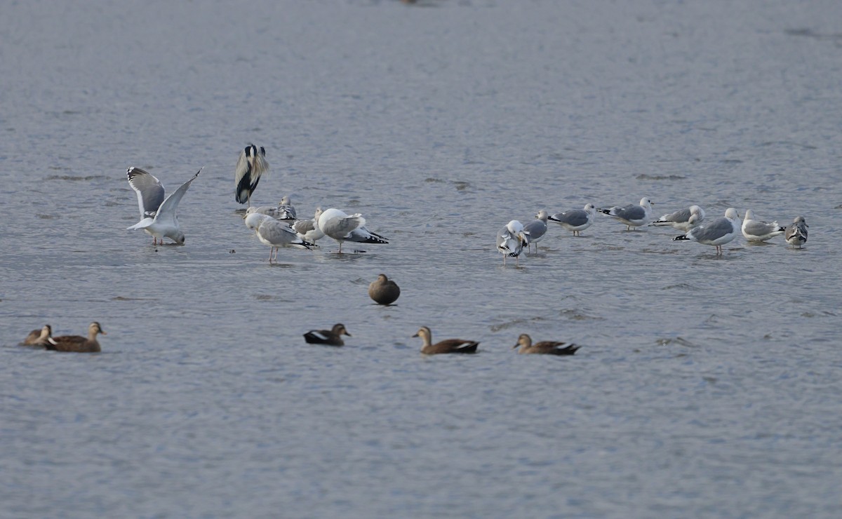 Larus sp. - ML647217934