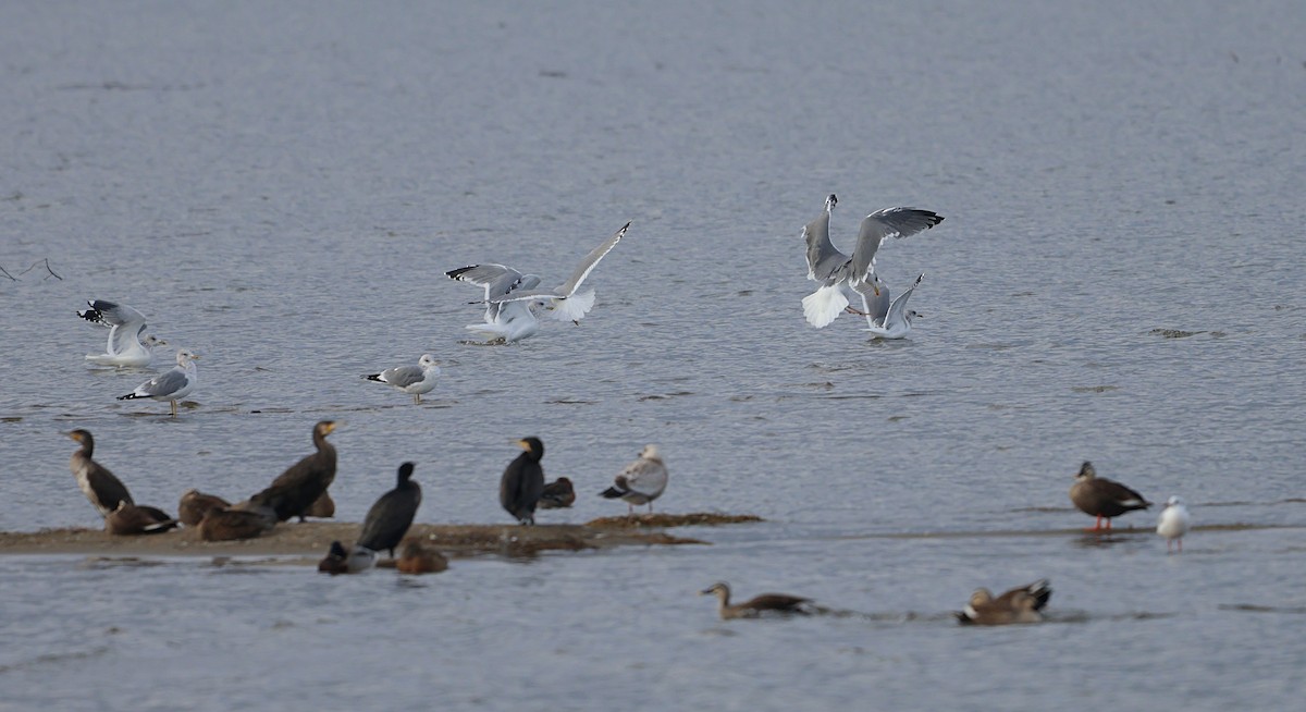 Larus sp. - ML647217935