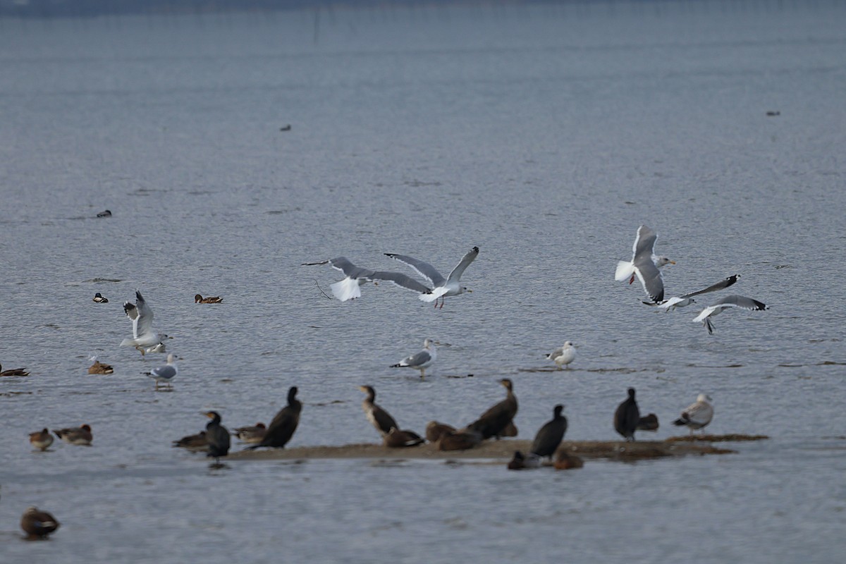 Larus sp. - ML647217936