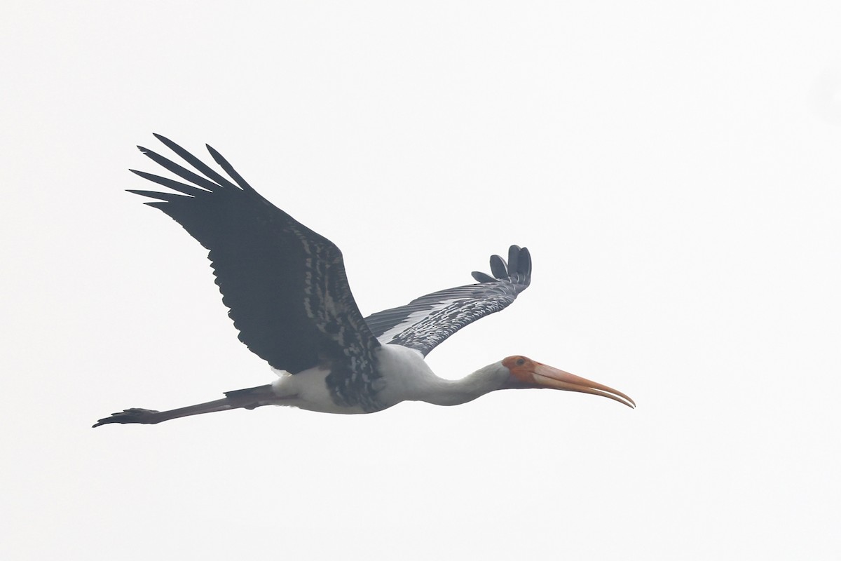 Painted Stork - ML647217937