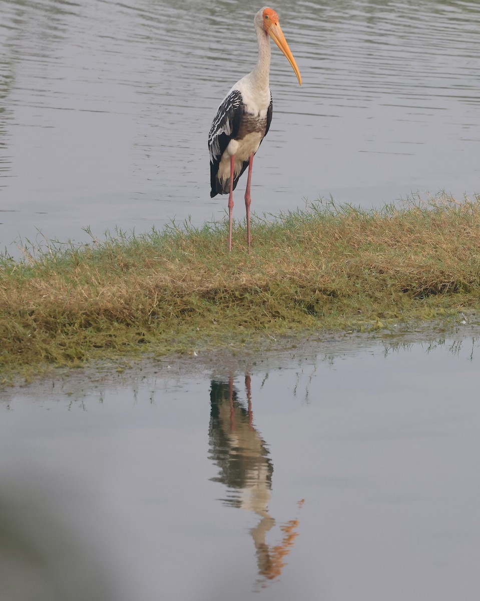 Painted Stork - ML647217938