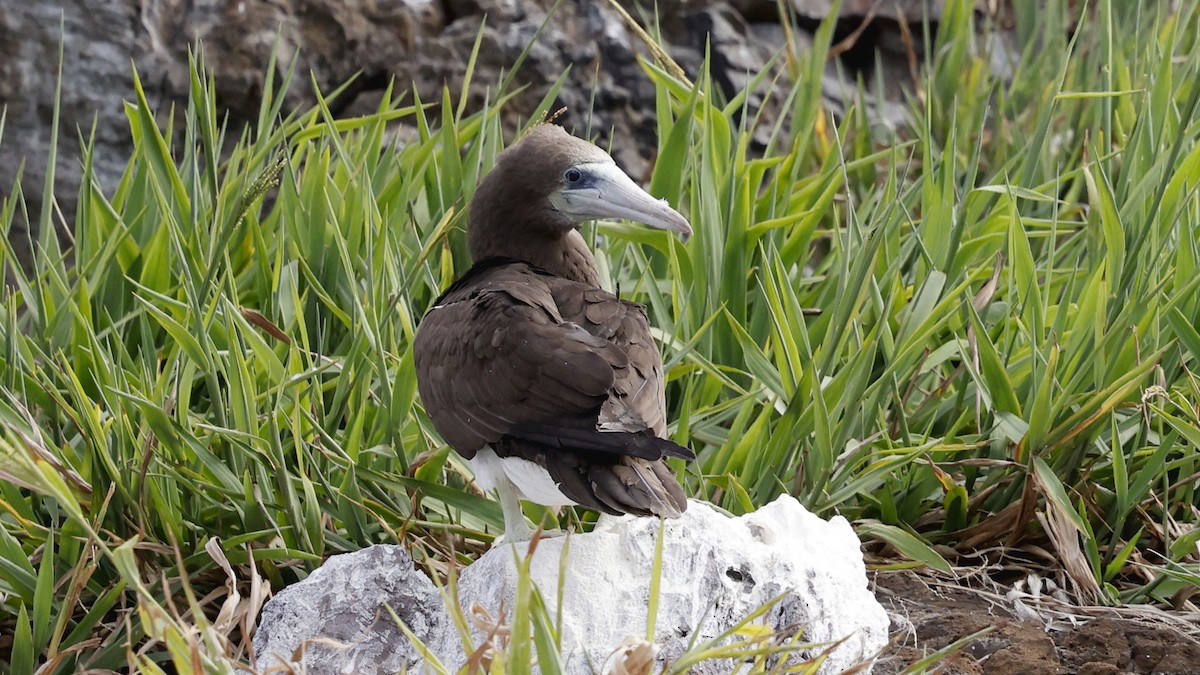 Cocos Booby - ML647217940