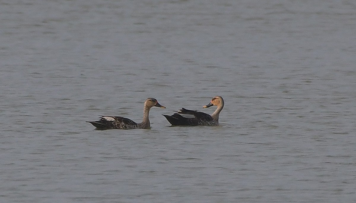 Indian Spot-billed Duck - ML647217941