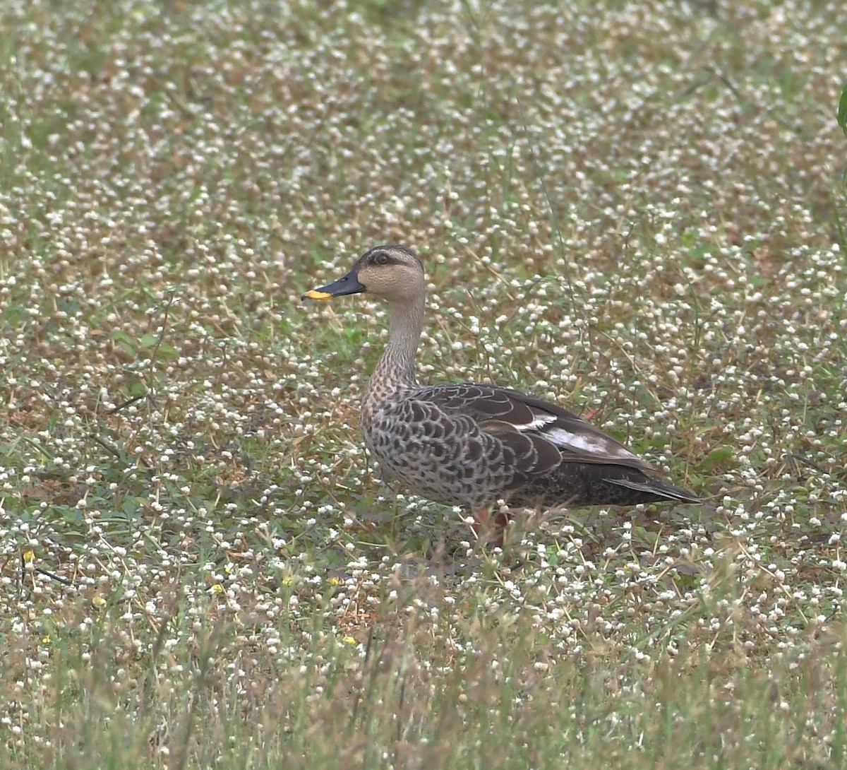 Indian Spot-billed Duck - ML647217942