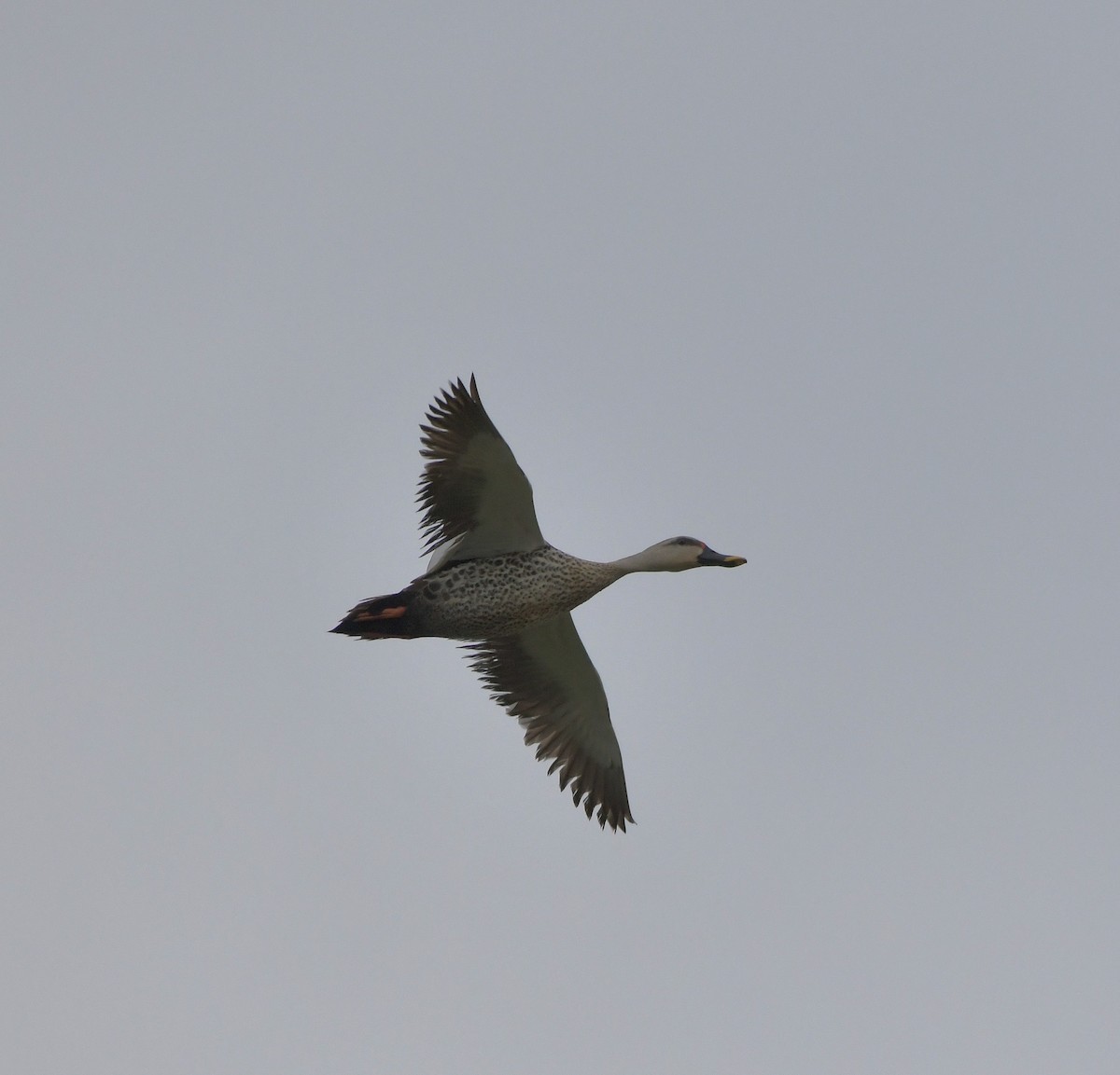 Indian Spot-billed Duck - ML647217943