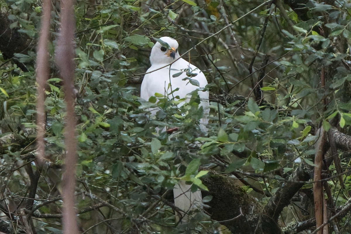 Gray Goshawk - ML647217944