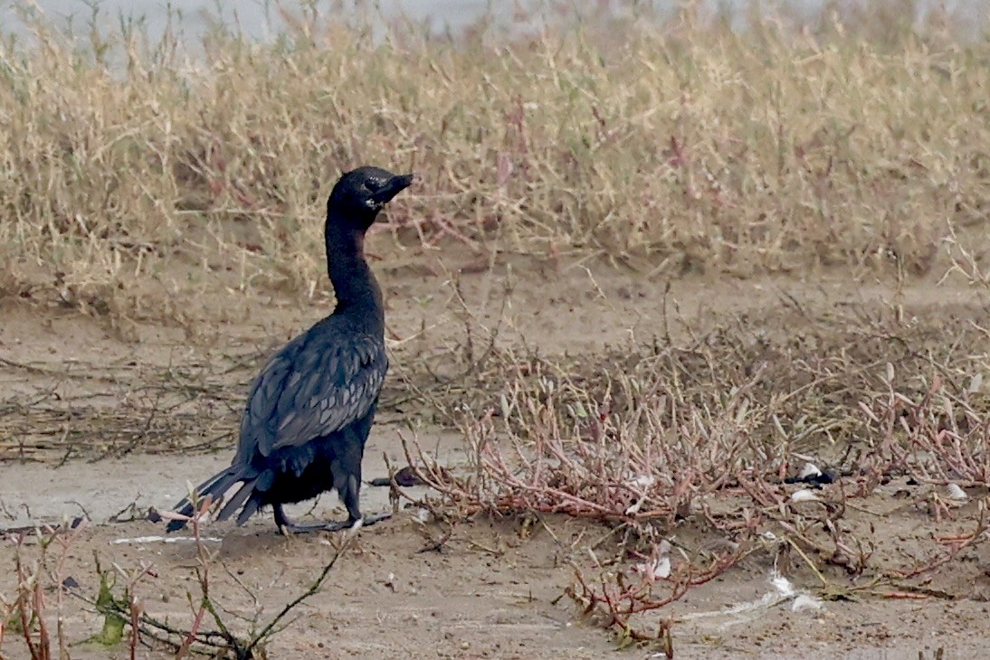 Indian Cormorant - ML647217945