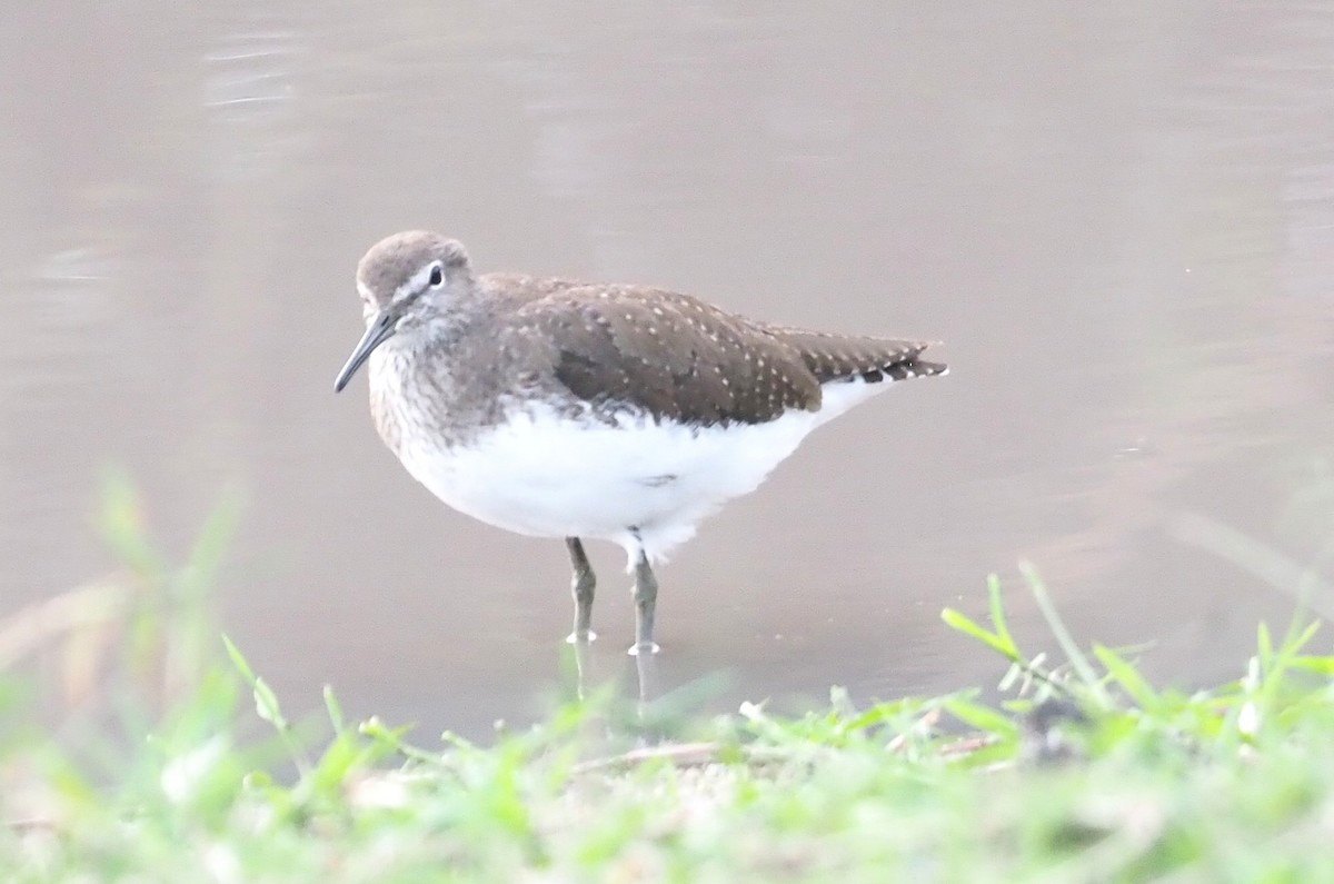 Green Sandpiper - ML647217947