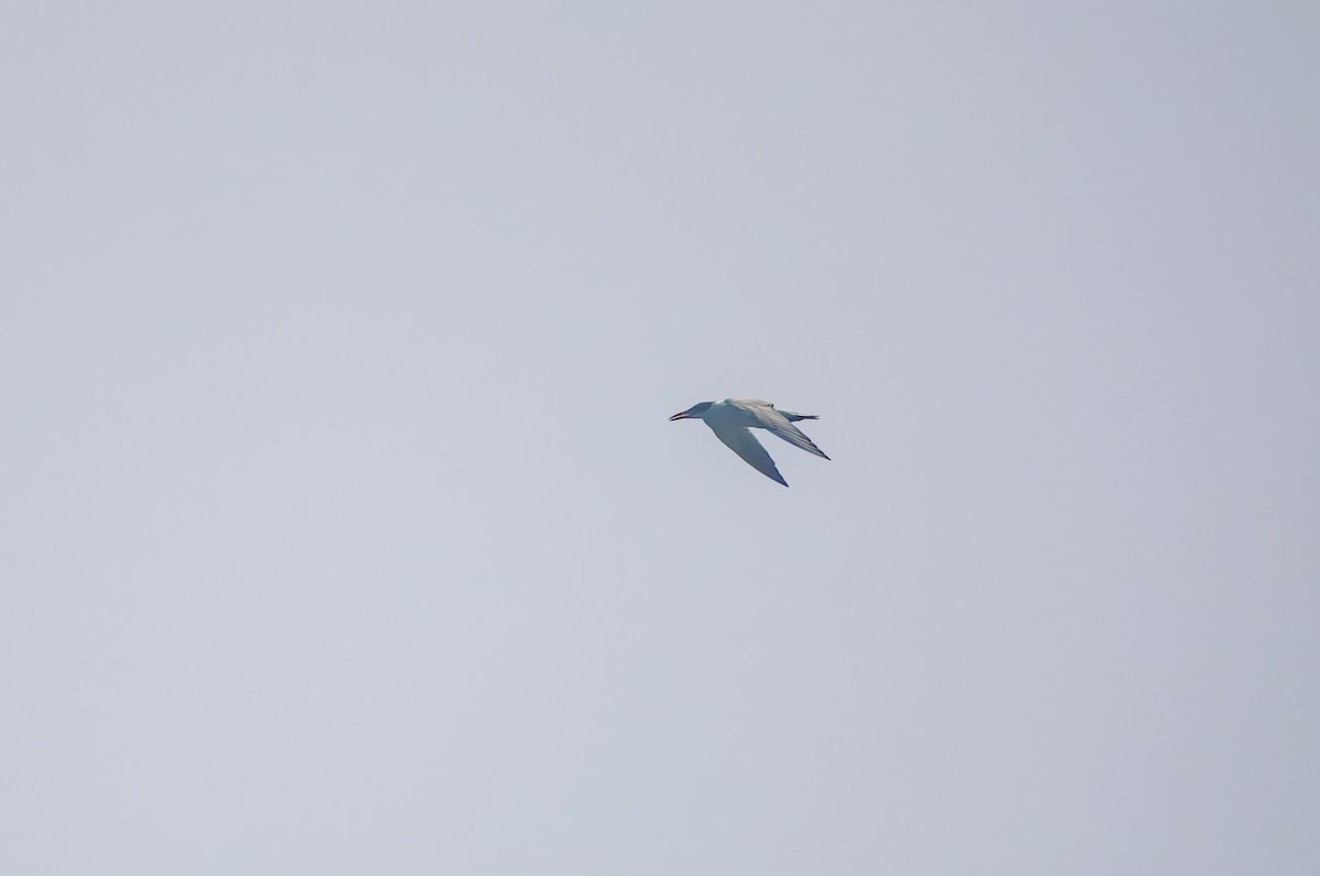 Common Tern - ML647217948