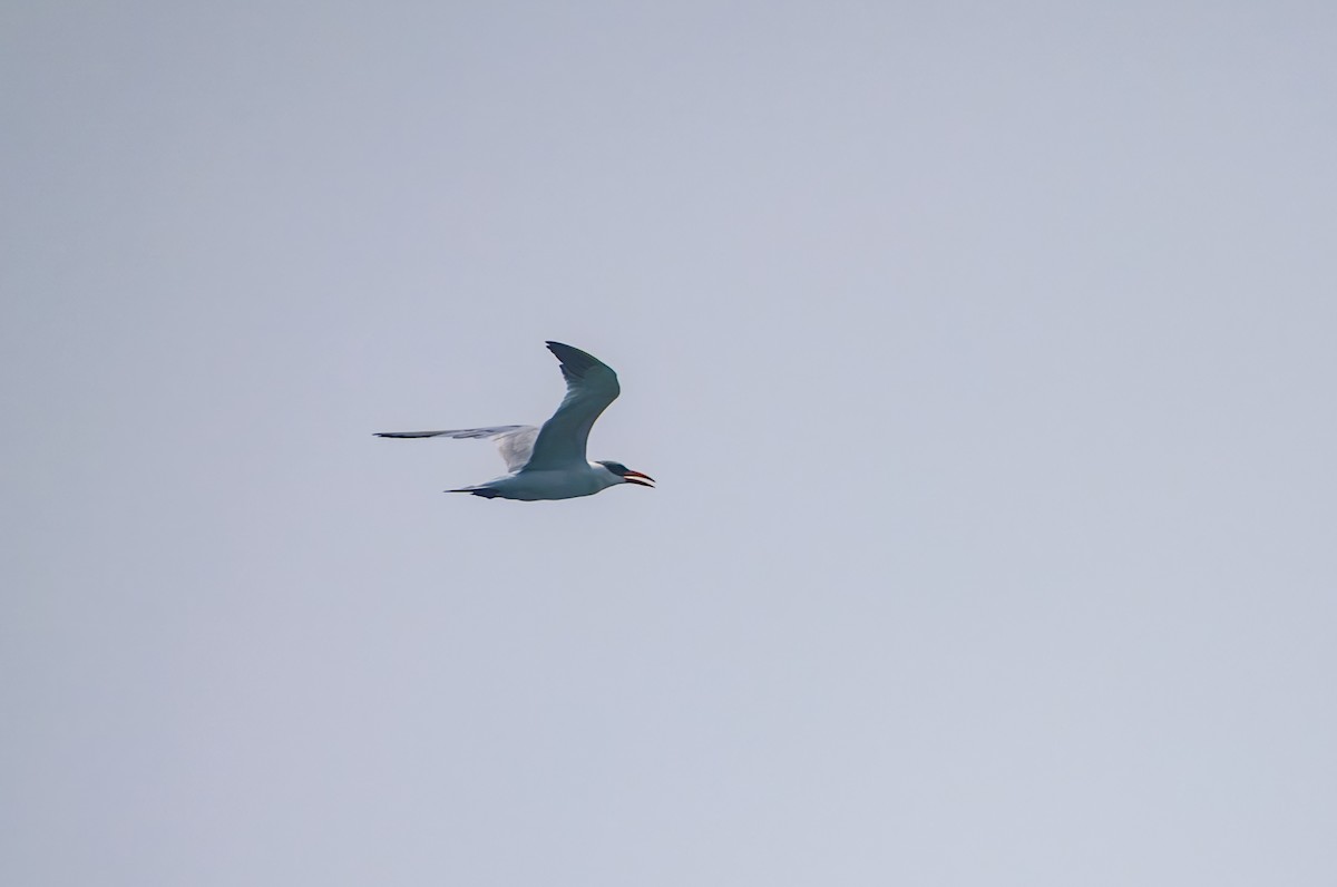 Caspian Tern - ML647217949