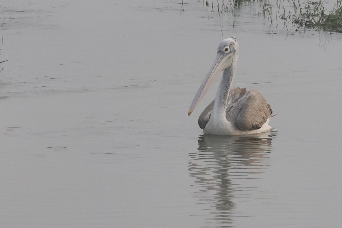 Spot-billed Pelican - ML647217950