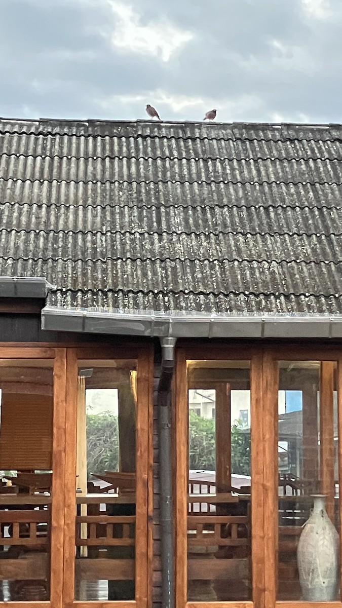 Common Myna - ML647217951