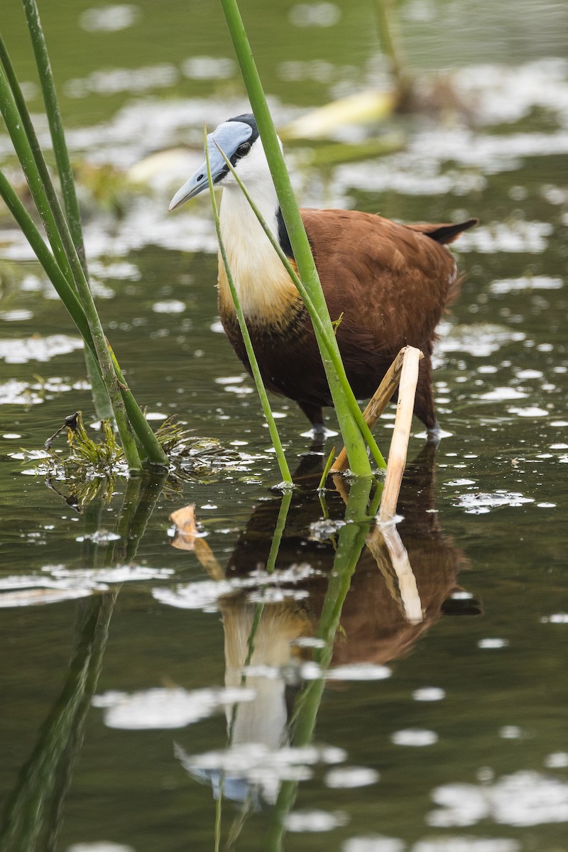 African Jacana - ML647217952