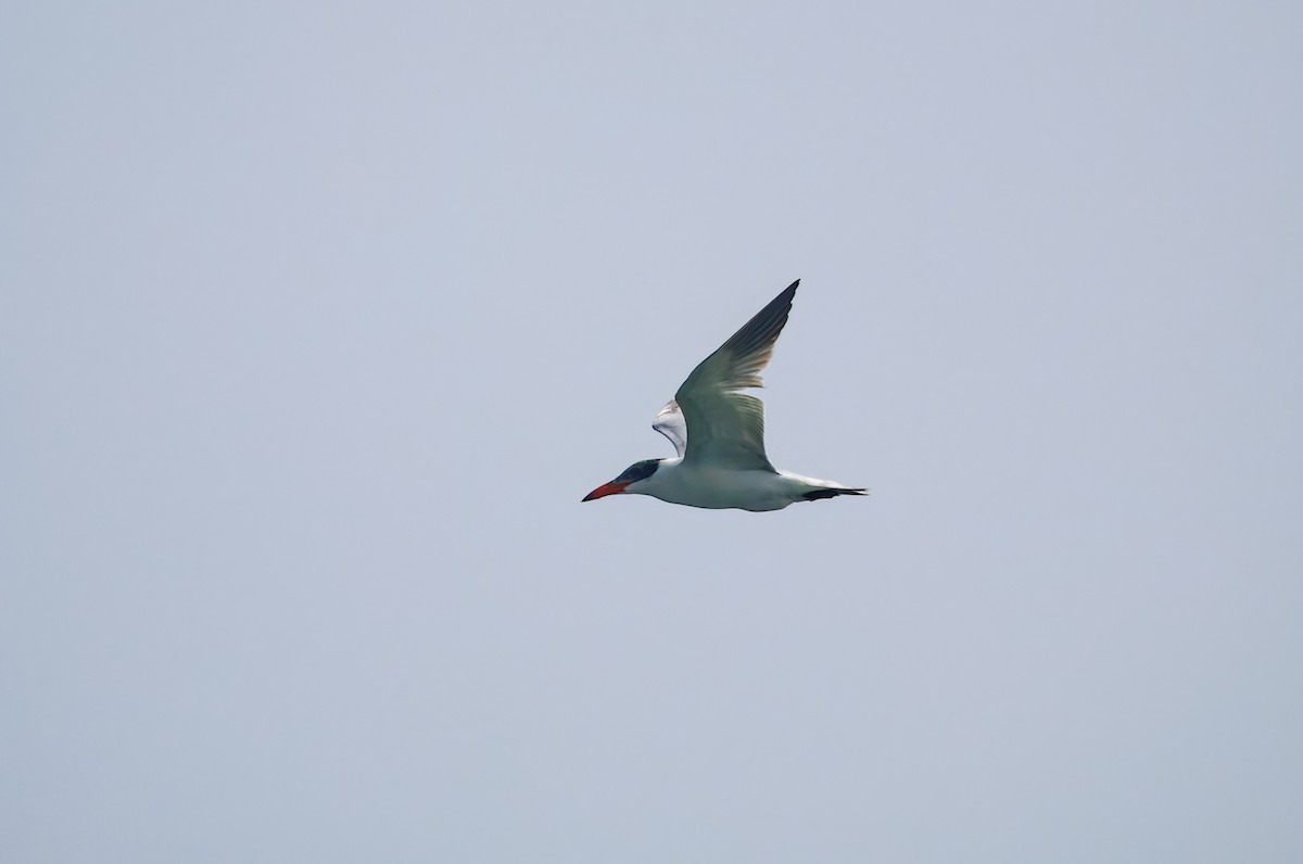Caspian Tern - ML647217953