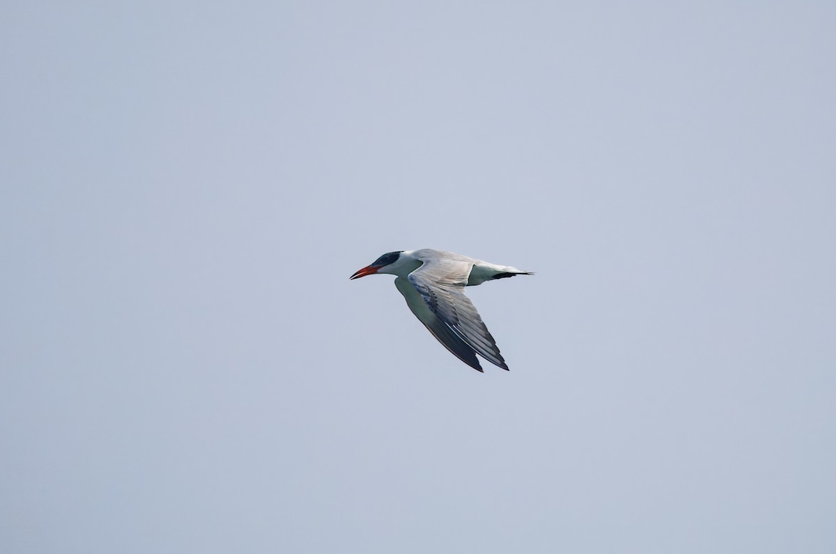 Caspian Tern - ML647217954