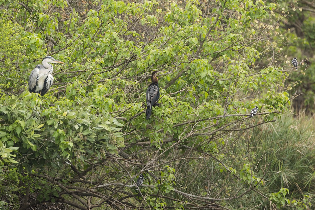 Gray Heron - ML647217955