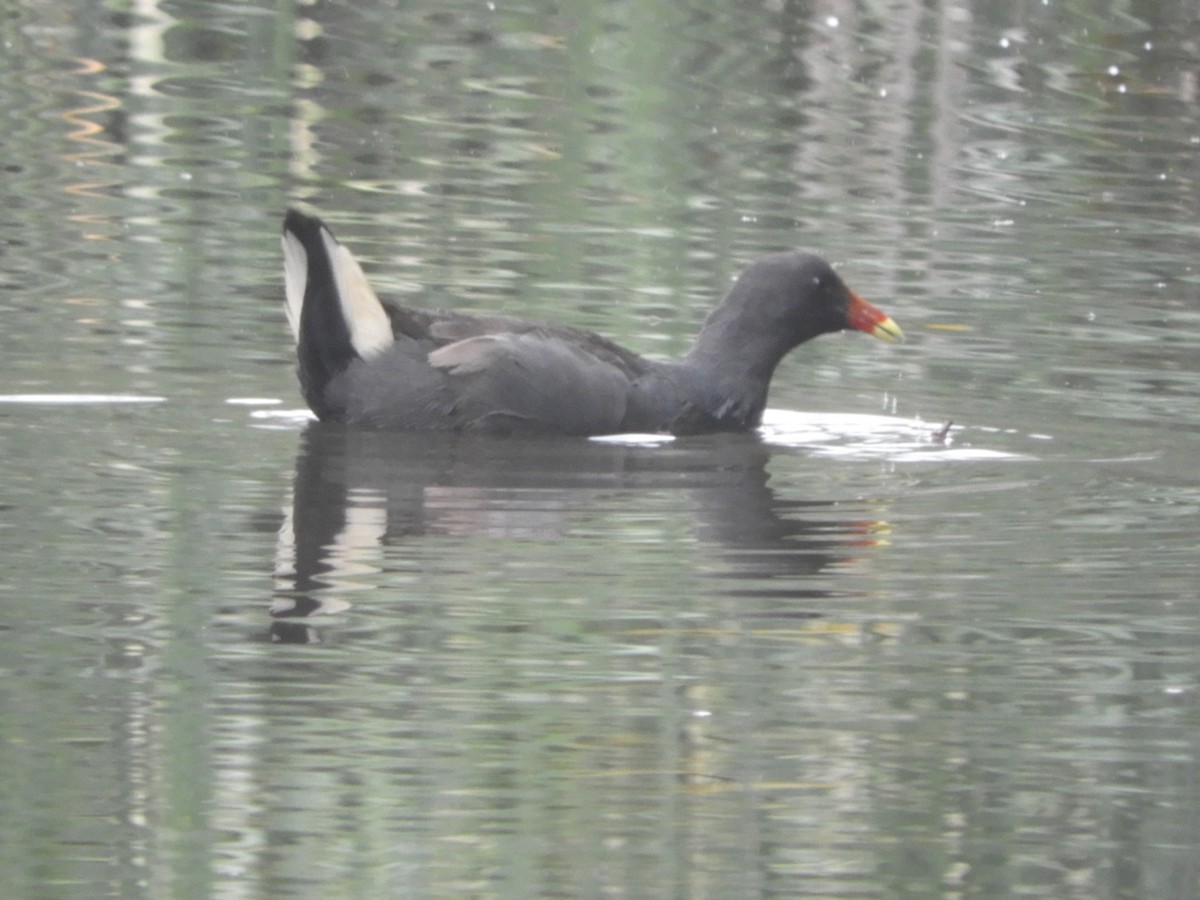 Dusky Moorhen - ML647217960