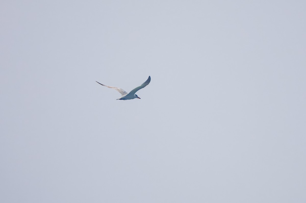 Common Tern - ML647217961