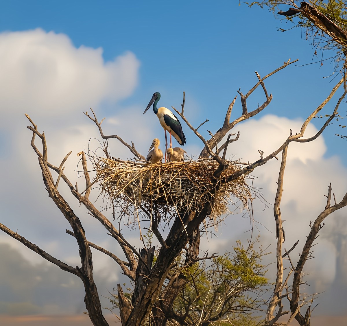 čáp černokrký - ML647217982