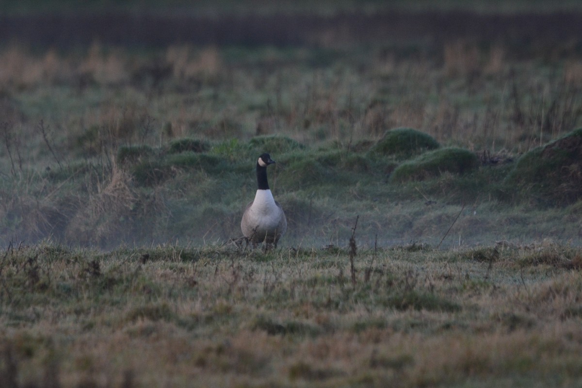 Kanadagans - ML647217994