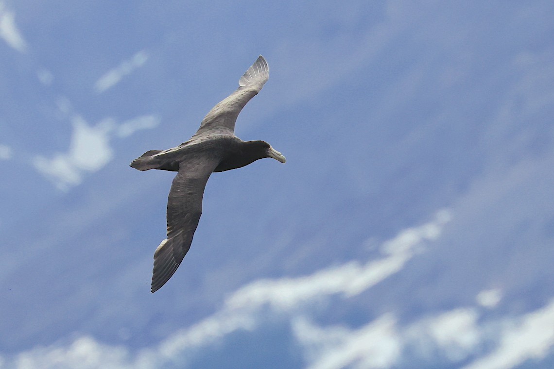 Southern Giant-Petrel - ML647218004