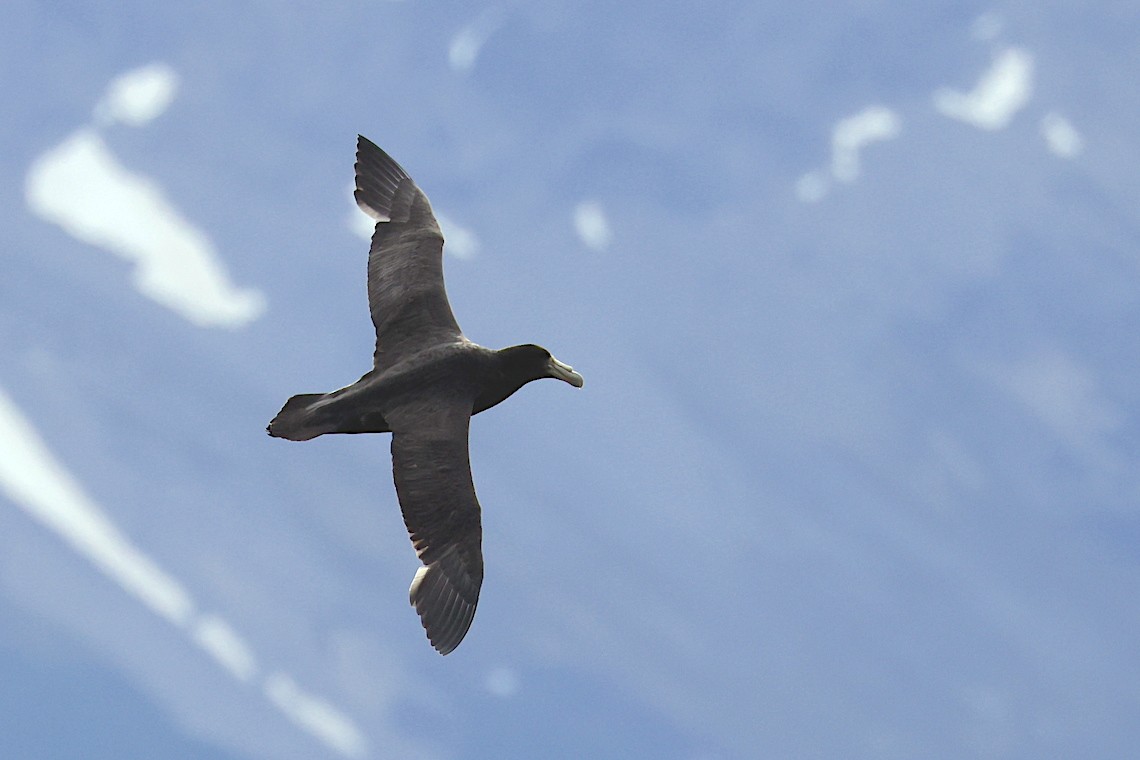 Southern Giant-Petrel - ML647218005