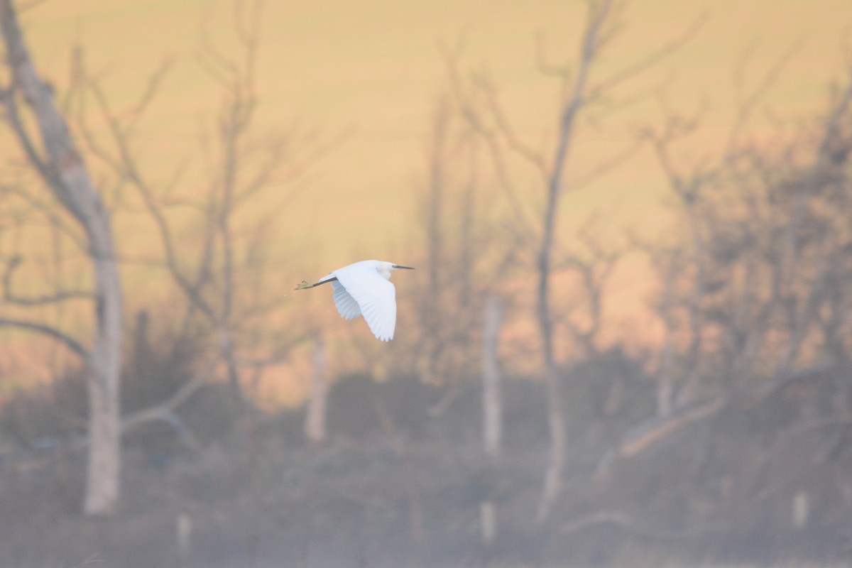Little Egret - ML647218006