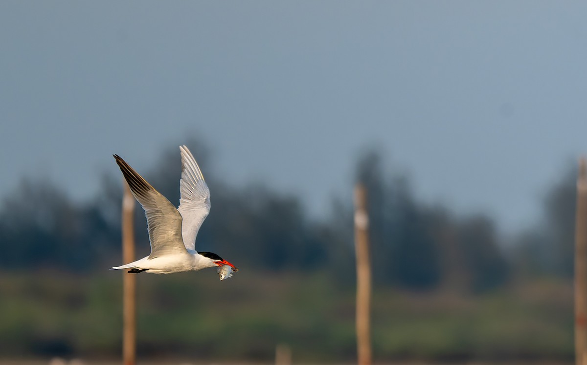 Pagaza Piquirroja - ML647218007