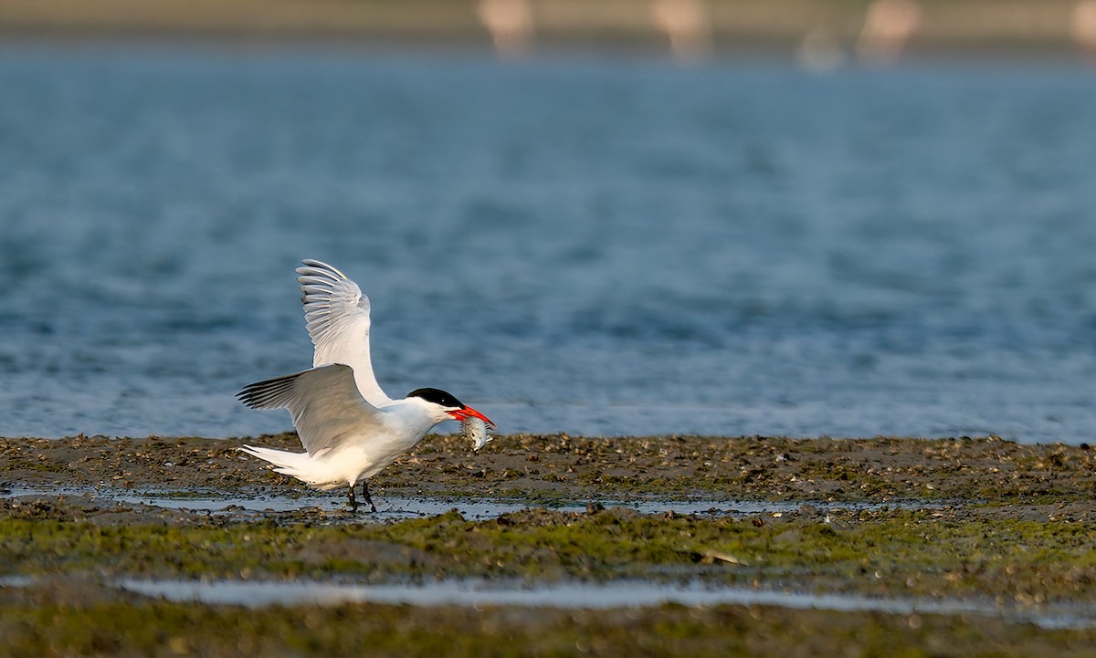 Pagaza Piquirroja - ML647218008