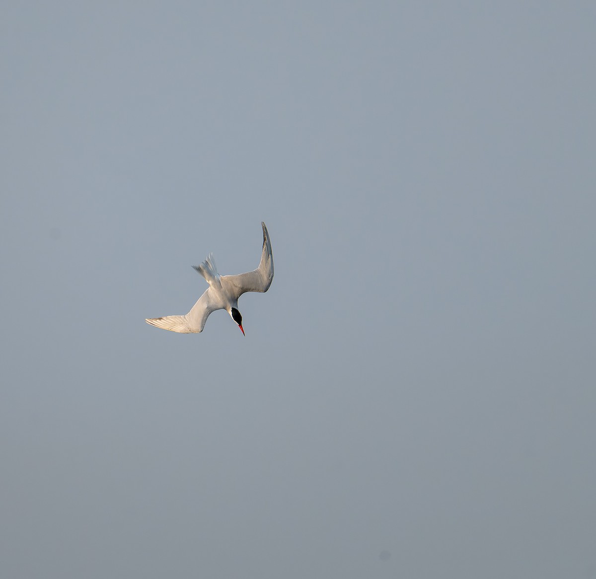 Pagaza Piquirroja - ML647218009